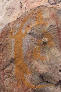 Goanna jaune et trois petits oiseaux mangeurs de miel - Unbekannt Unbekannt